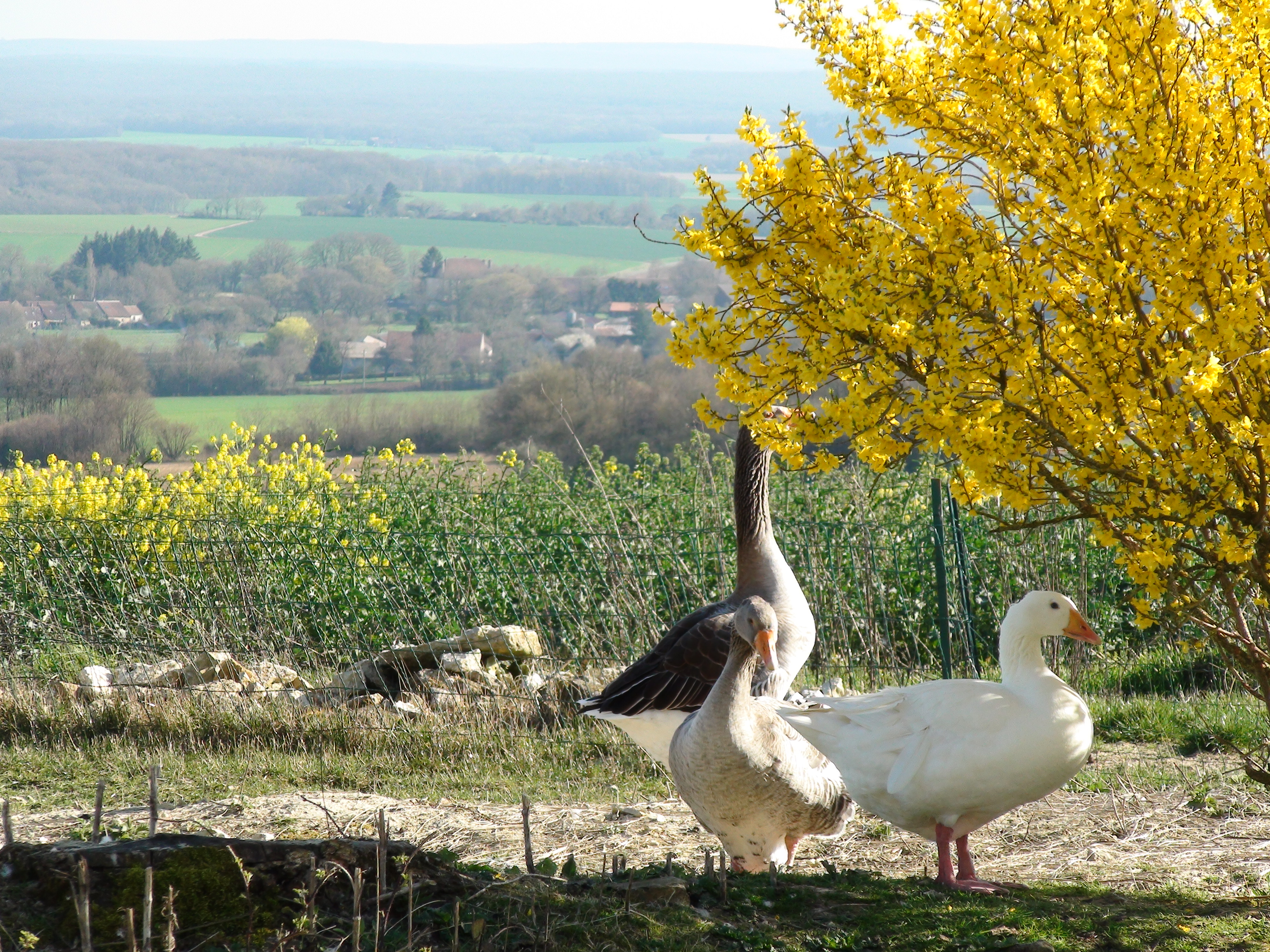 Des Lumières à la Révolution avec Voltaire